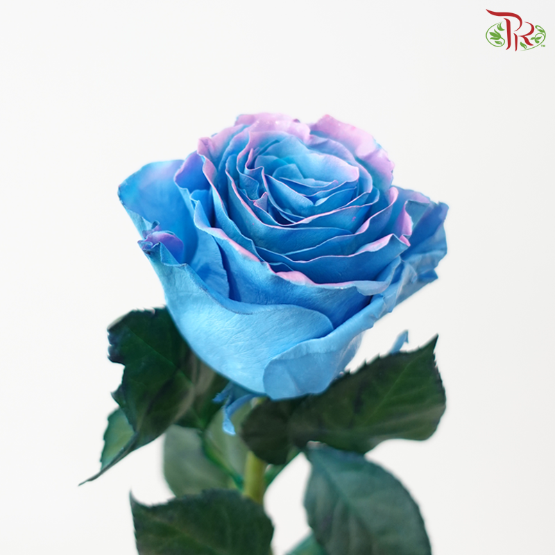 Ceres Rose - Magical Sky 1 (10 Stems)