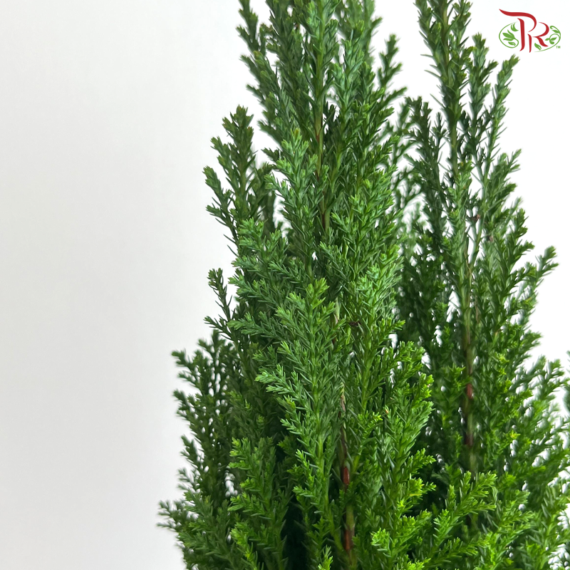 Chamaecyparis Ellwoodii 150 - 55cm《美国扁柏》