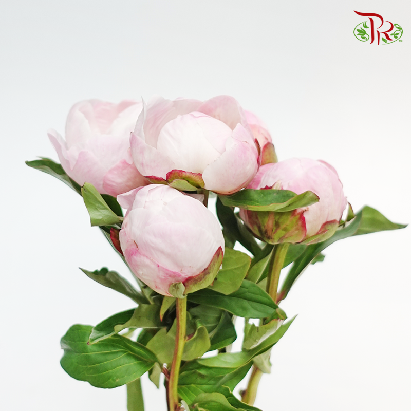 Peony - Bubble Pink (2 Stems) ***Fragile (Small/ Medium Size) - Pudu Ria Florist