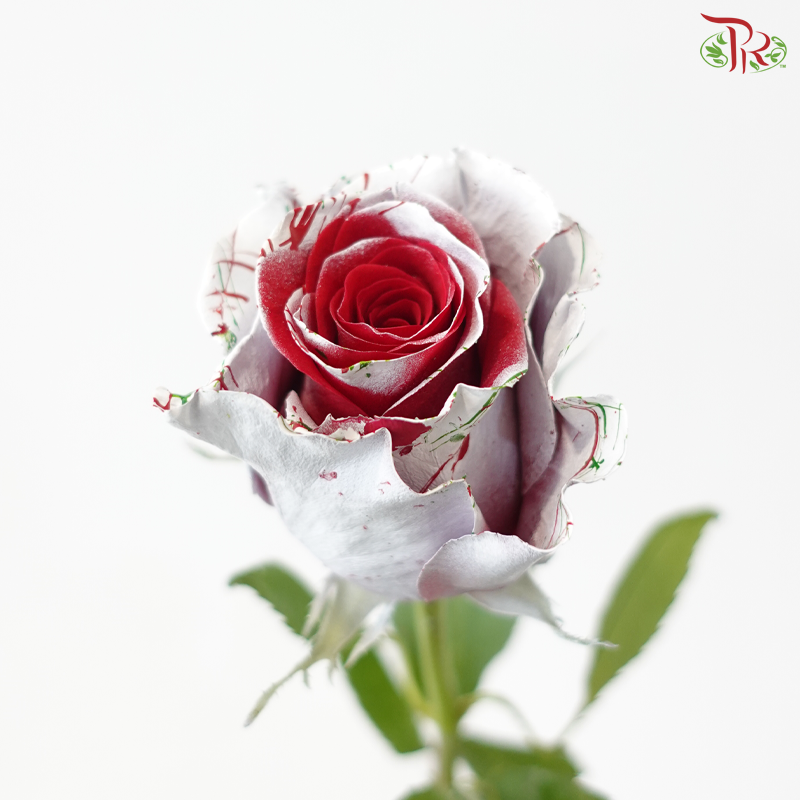 Star Rose - Christmas 7 (10 Stems)