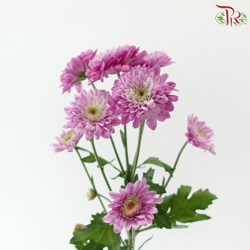 Chrysanthemum Pompom - Baltica Sunset Pink (12 Stems)