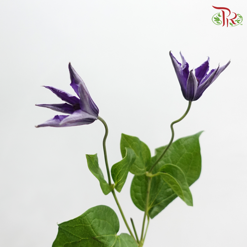 Clematis - Dark Purple (Per Bunch)