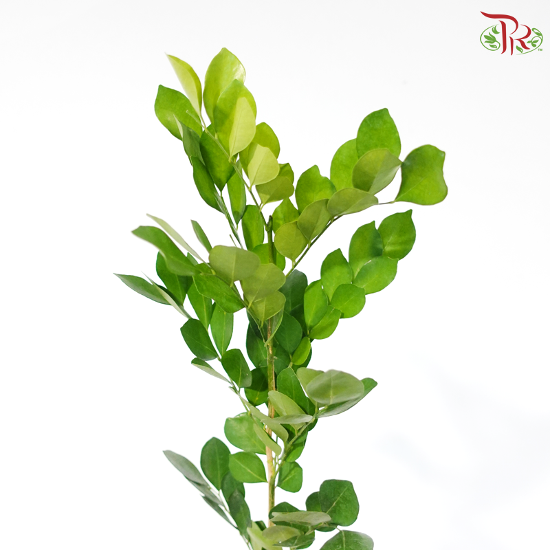 Coffee Leaf (5 Stems)