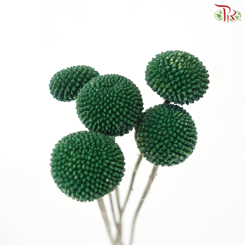 Craspedia Dyed - Green (5 Stems)