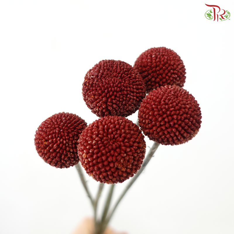 Craspedia Dyed - Red (5 Stems)