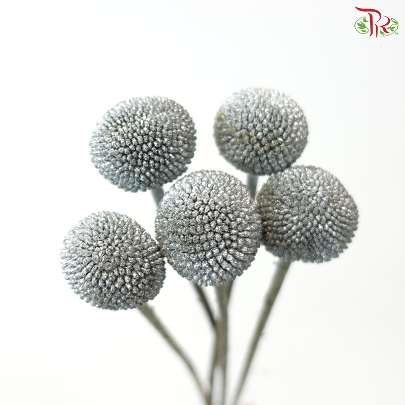 Craspedia Dyed - Silver (5 Stems)