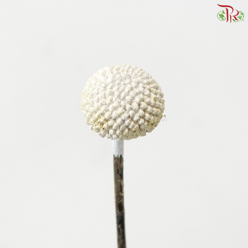 Craspedia Dyed - White (5 Stems)