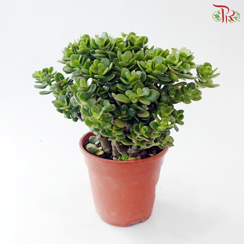 jade plant in urdu Crassula Jade Plant P170 F02《玉树》 – Pudu Ria Florist