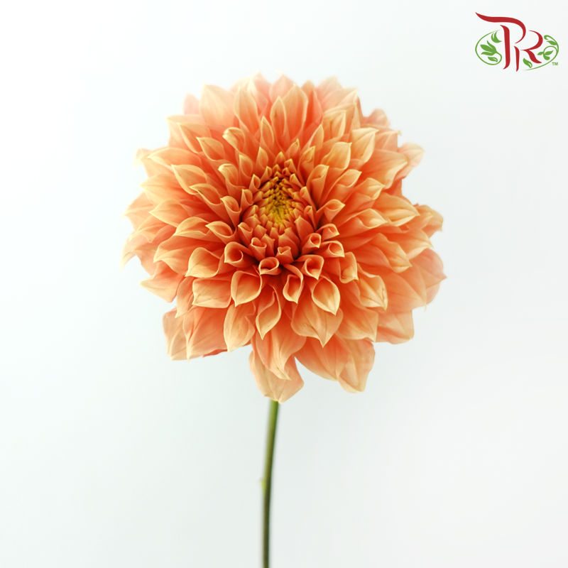 Dahlia - Sunset Orange (Per Bunch)