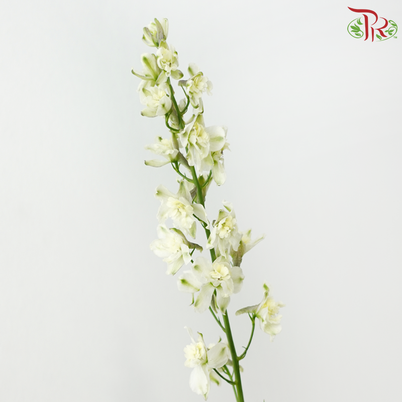 Mini Delphinium - White (10 Stems)
