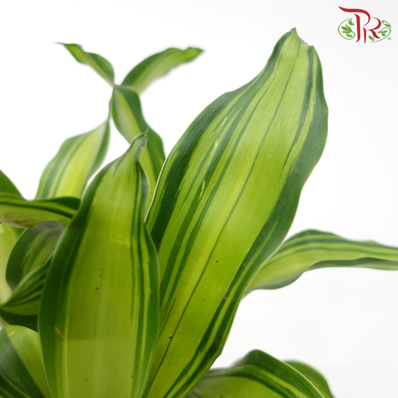 Dracaena Fragans Dwarf《铁树/巴西木》