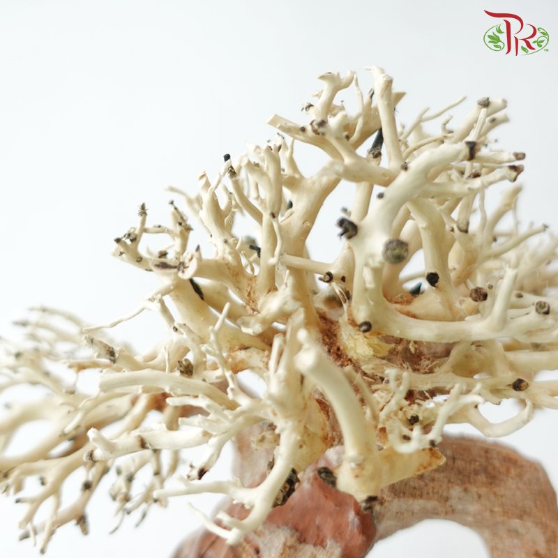 Dracaena Fragrans《巴西木》(Per Piece) - D25