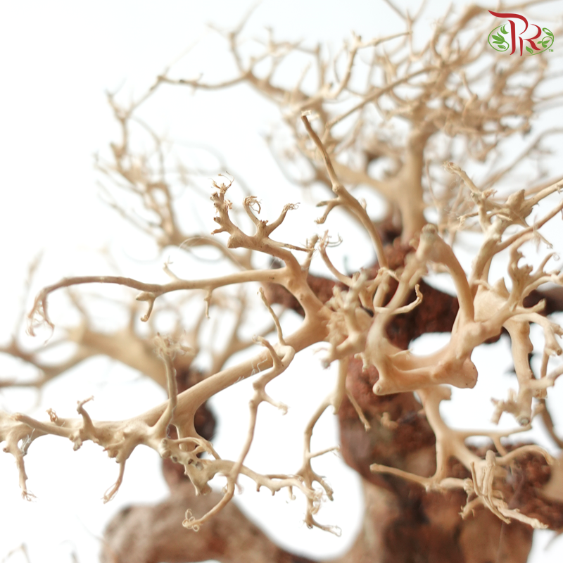 Dracaena Fragrans《巴西木》(Per Piece) - D35