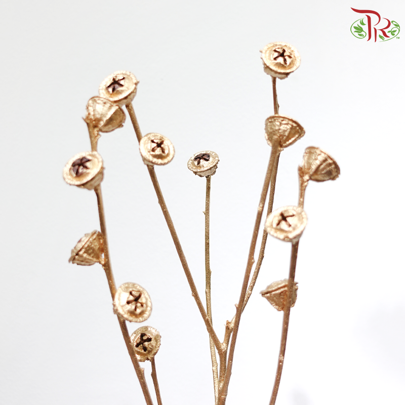 Dry Eucalyptus Nut - Dyed Gold (Per Bunch)