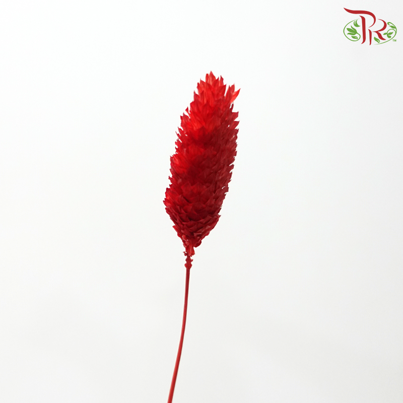 Dried Phalaris - Dark Red (Per Bunch)