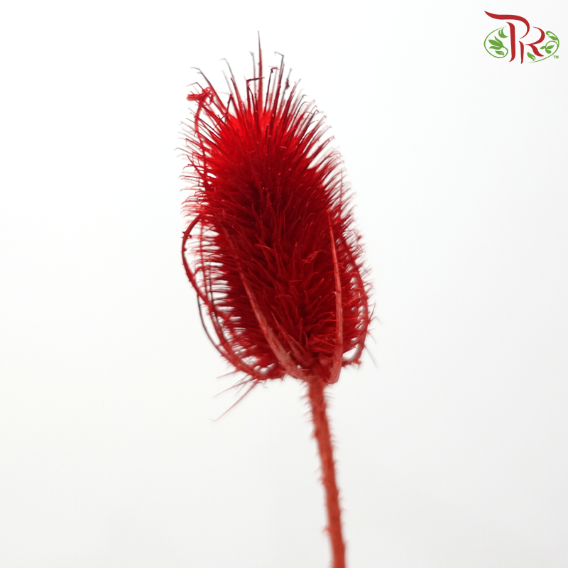 Dried Thistle - Red (Per Bunch)