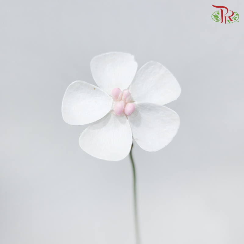 Dried Violet - Pink Heart (10 Stems)