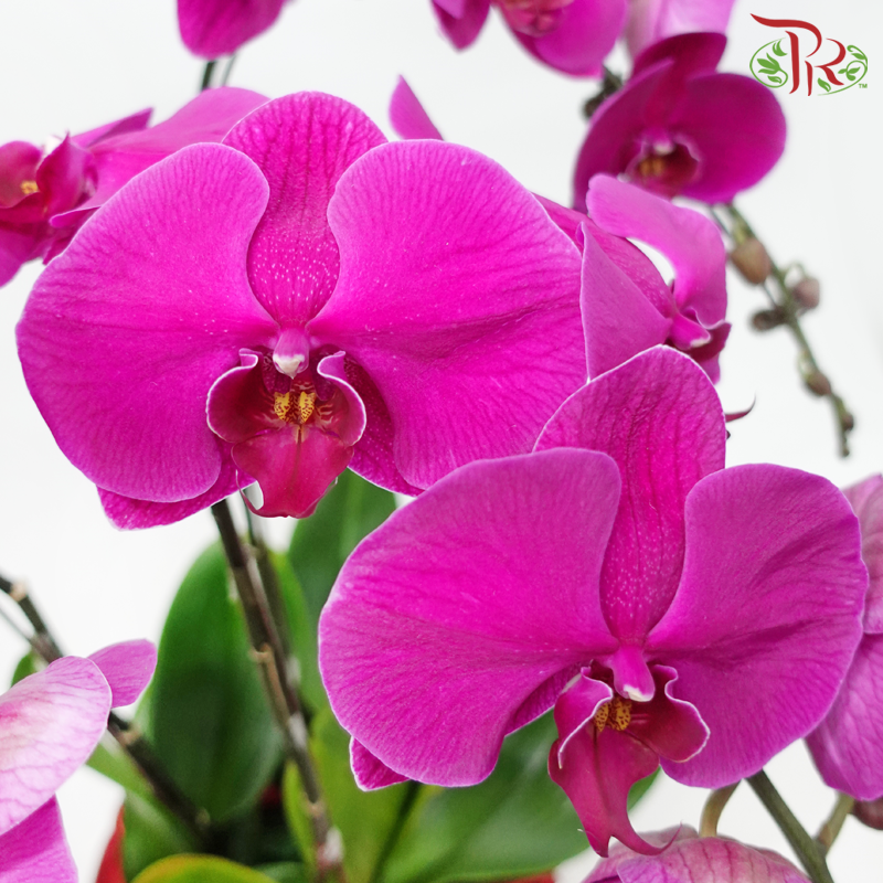 【Gift Series】Chromatic Orchid Cascade - 3in1 Premium Phalaenopsis Orchids Arrangement in Red Wrapping Cloth (Random Choose Orchid Colour)-Pudu Ria Florist-prflorist.com.my