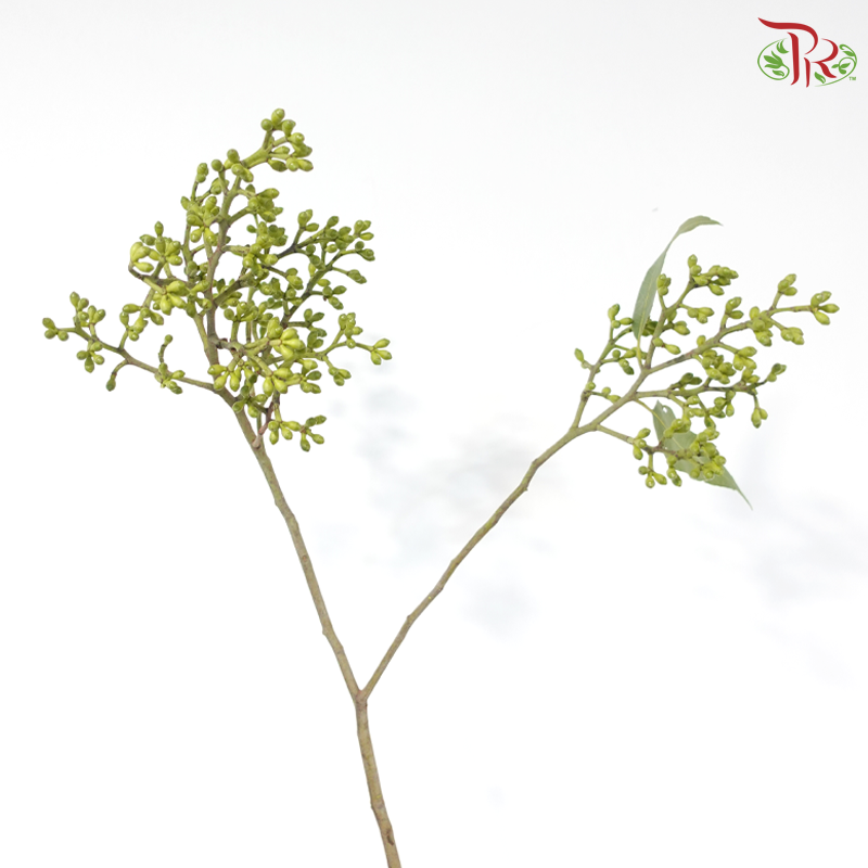 Eucalyptus Fresh Doll Cluster (5 Stems)