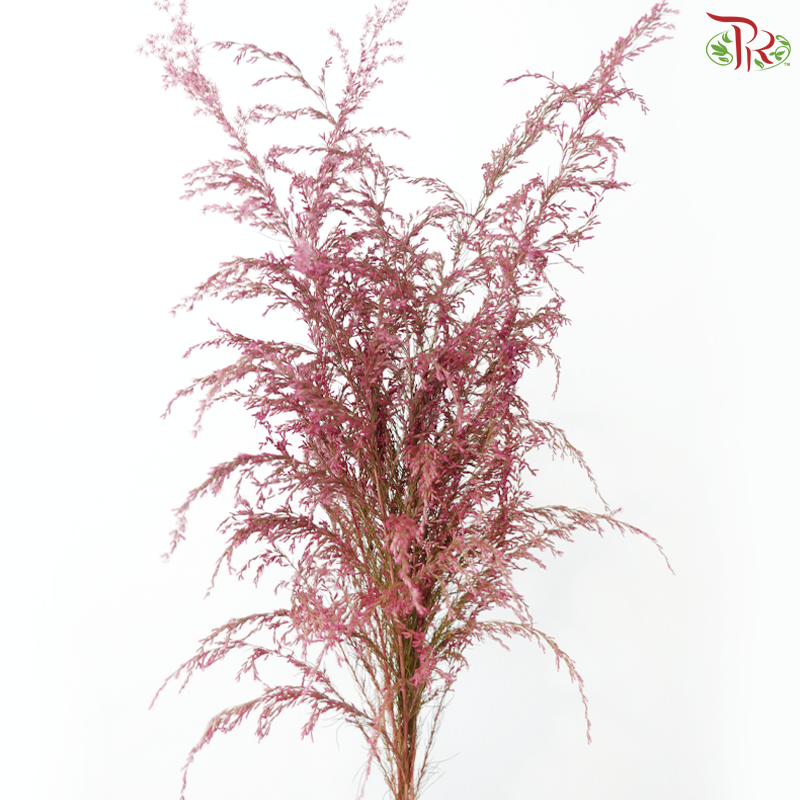 Eupatorium - Dyed Pink (5 Stems)