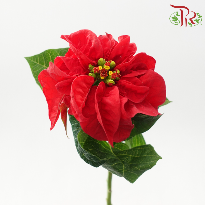 Euphorbia Pulcheerrima - Red (2 Stems)