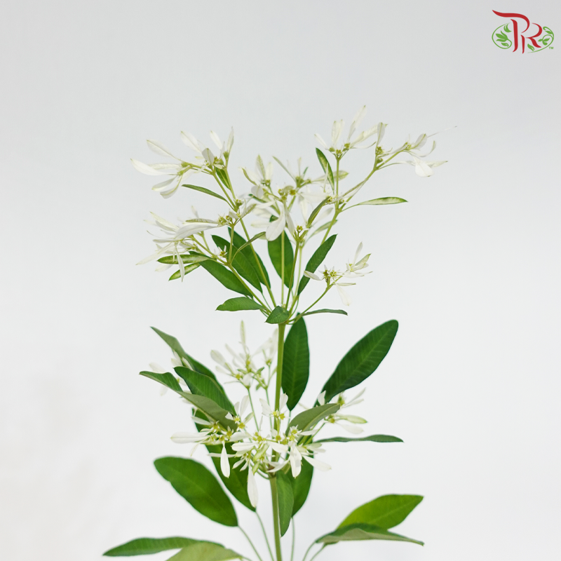 Euphorbia Leucocephala (2 Stems)