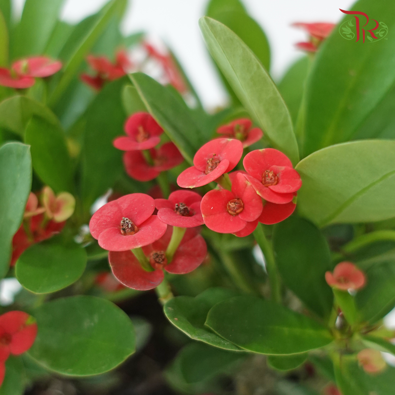 Euphorbia Milii P150《麒麟花》(Small Flower)
