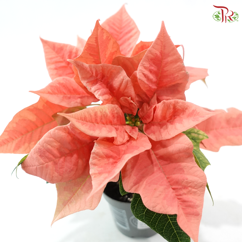 Euphorbia Pulcherrima - Pink Champagne《圣诞红》Medium Poinsettia - NL