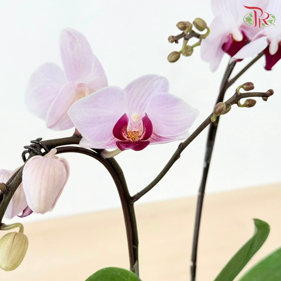 Mini Double Stem Phalaenopsis Orchid - M-WR (SRM0952) (Without Vase)