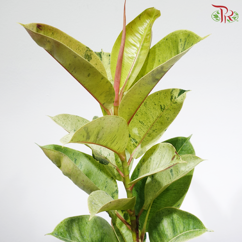 Ficus Shivereana (JIN) P150《雀斑小姐印度榕》