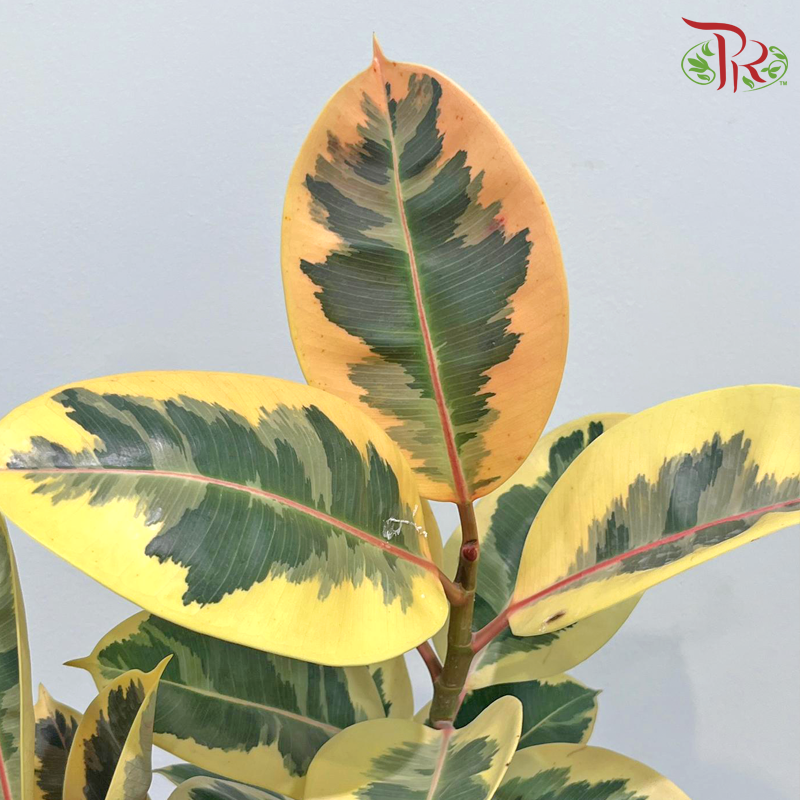 Ficus Sylvia P150《榕树》