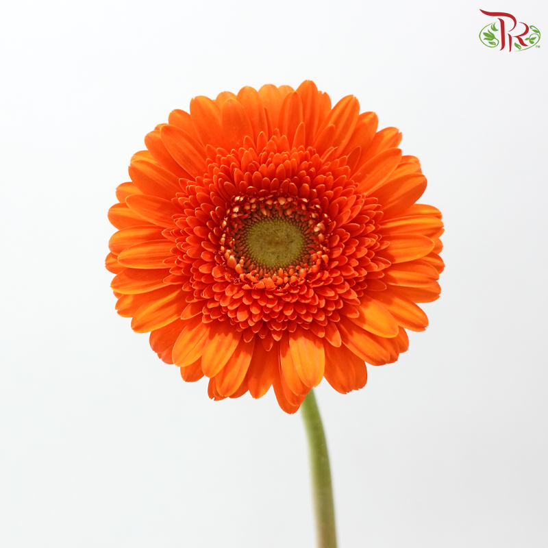 Gerbera - Orange With Green Heart (9-10 Stems)