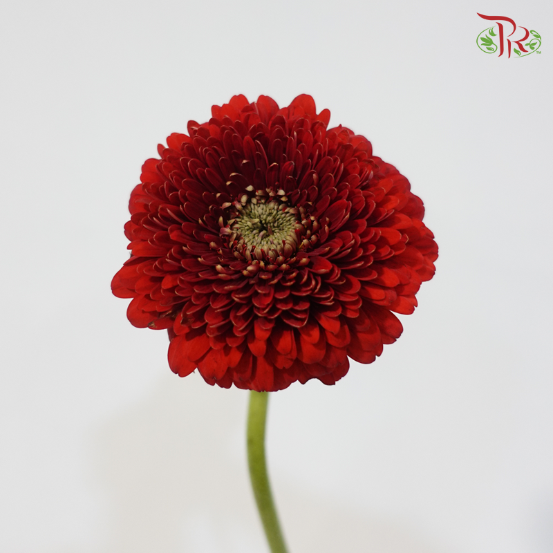 Gerbera Mini - Crimson Red (5 Stems)