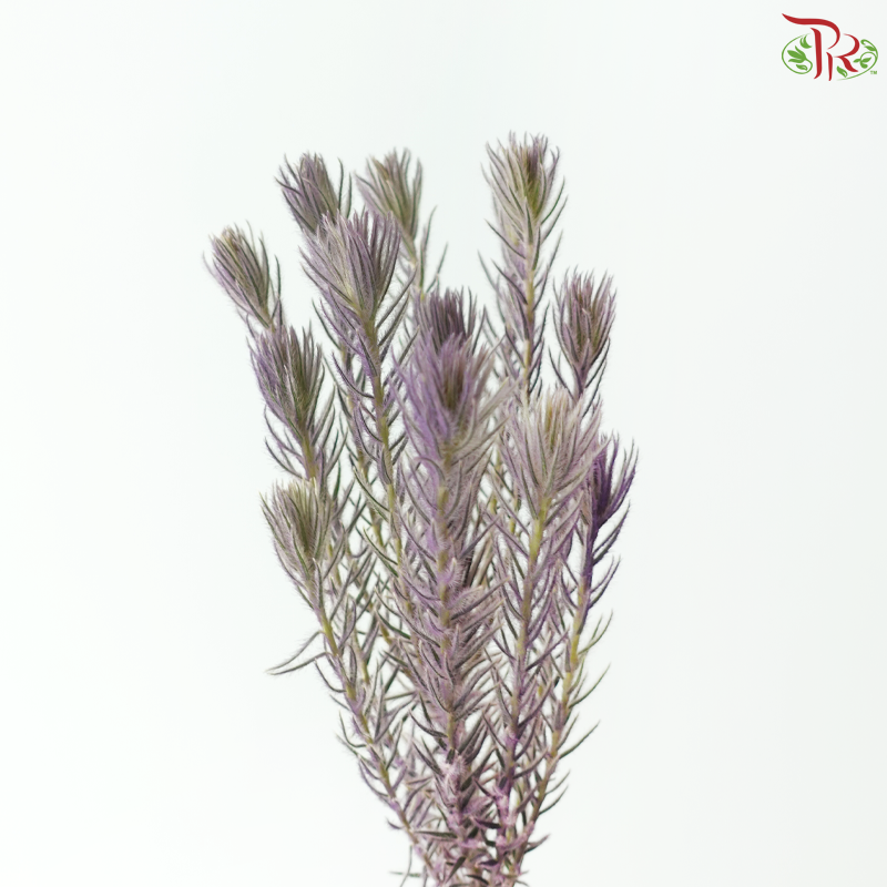 Spray Golden Goose - Purple (Per Bunch)