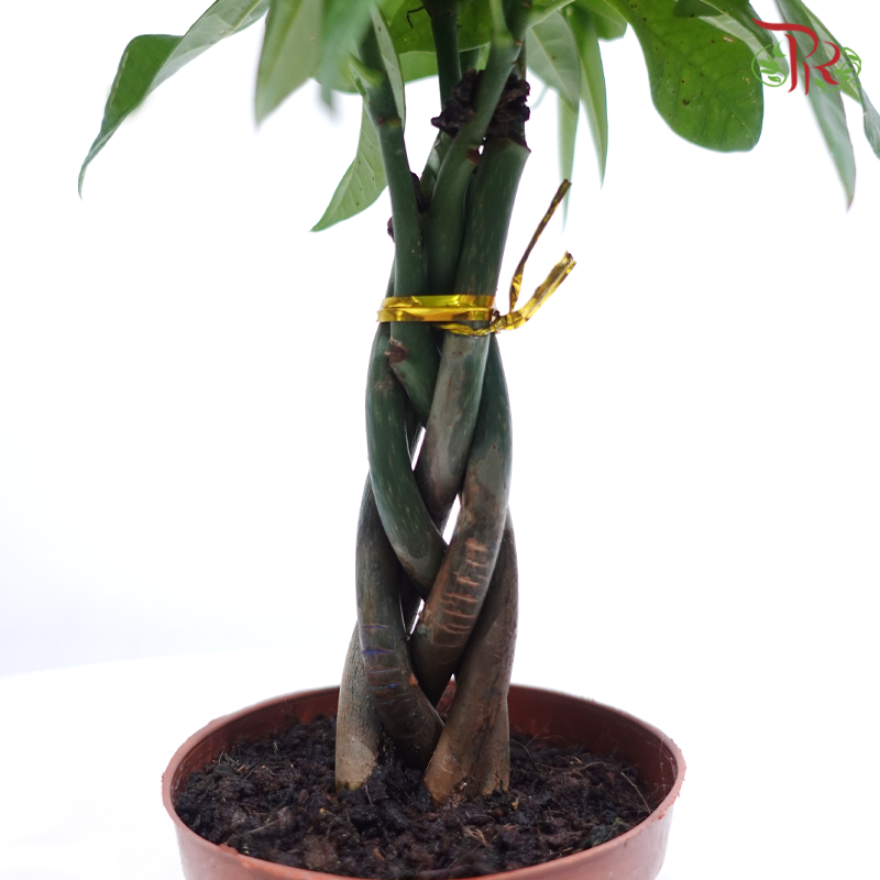 Pachira 5 Plait P90《五编发财树》