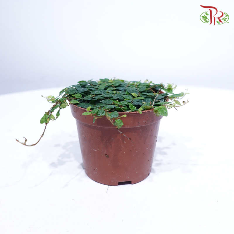 Ficus Pumila P90《薜荔》