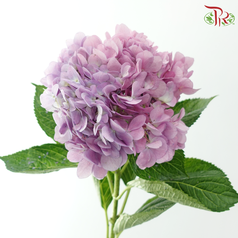 Hydrangea - Bicolour Purple Pink (Per Stem)