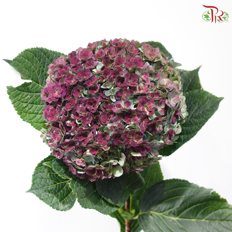 Hydrangea Double Petals - Autumn Purplish (Per Stem)