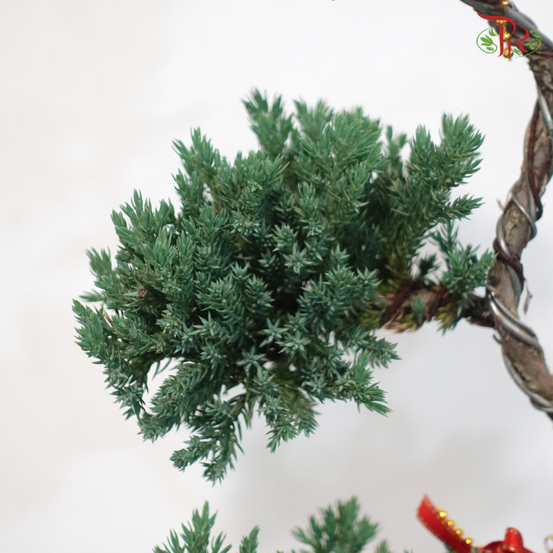 【CNY 2026】Auspicious Juniperus 《柏韵吉祥》