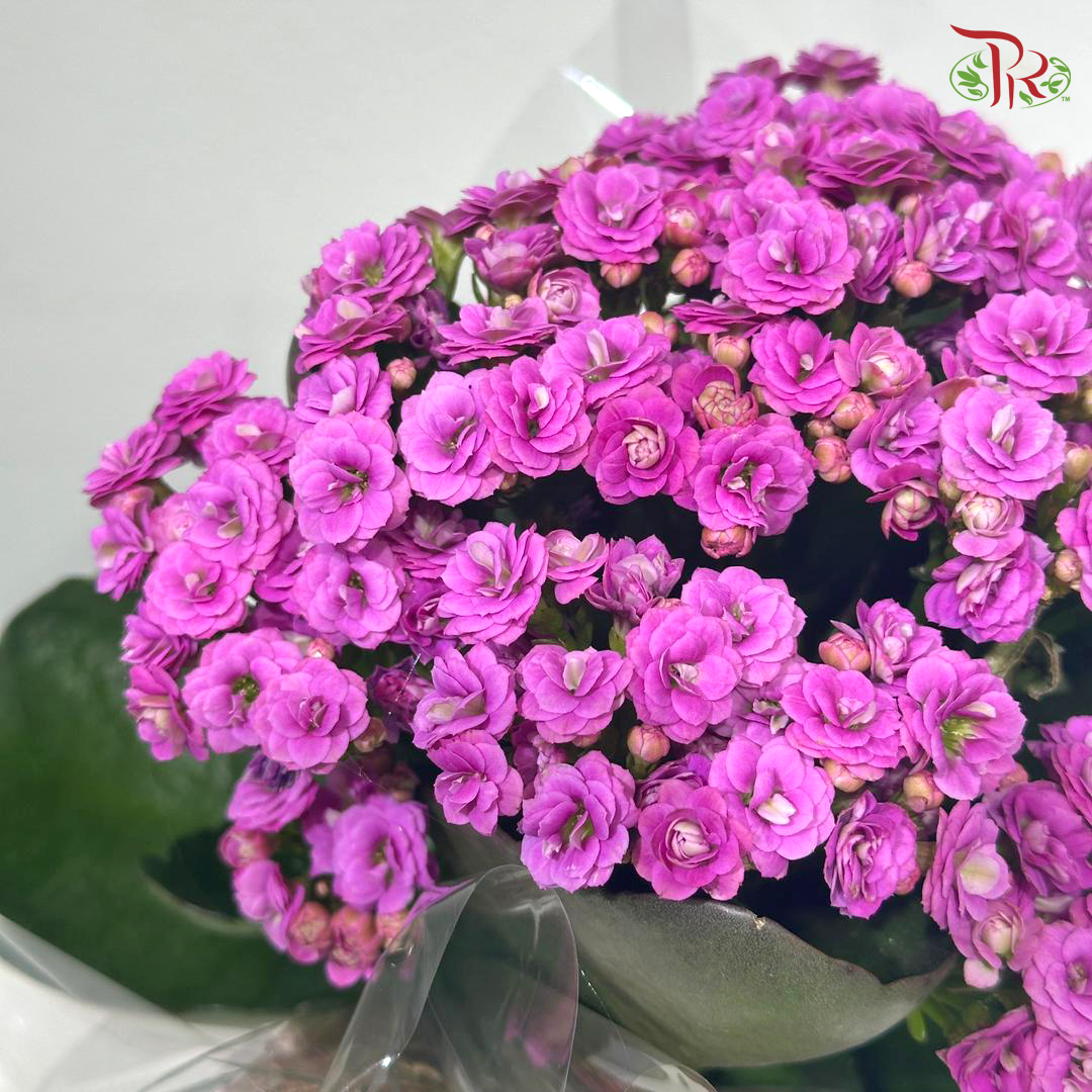 Bloom Serenity (Kalanchoe Plant) (Random Choose Plant Colour)