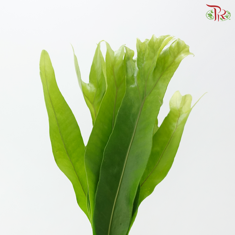 Lettuce Fern (5 Stems)