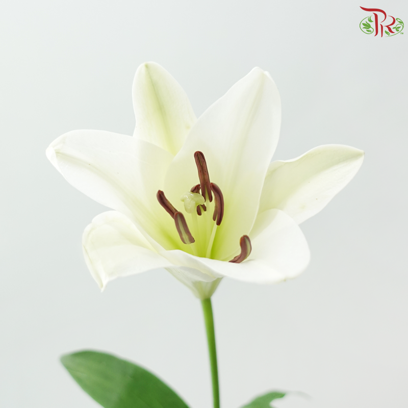 Madonna Lily Longiflorum (1+) - White (10 Stems)