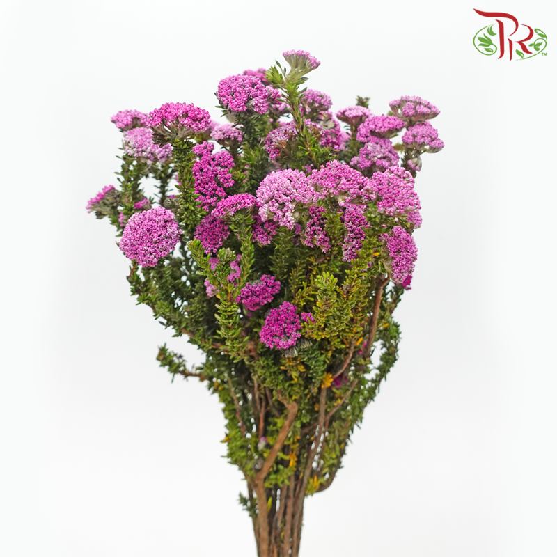 Metalasia - Pink (Per Bunch) - Pudu Ria Florist