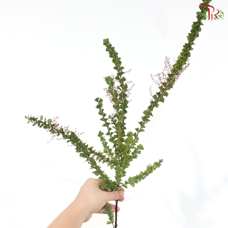 Mimosa Yellow (Per Bunch)