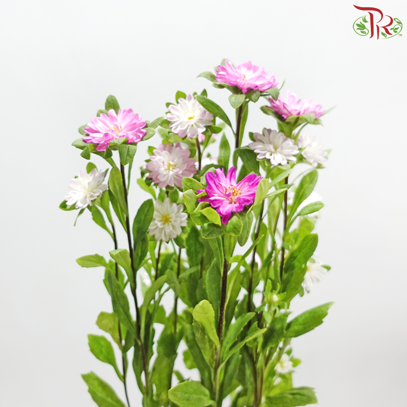 Mini Aster - Pink (Per Bunch)