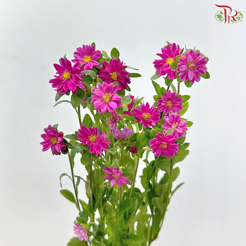 Mini Aster - Cherry Pink (Per Bunch)