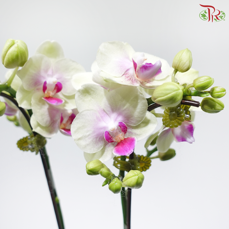 Mini Double Stems Phalaenopsis Orchid - Yellow With Pink Heart M-YR (SRM1342) (Without Vase)