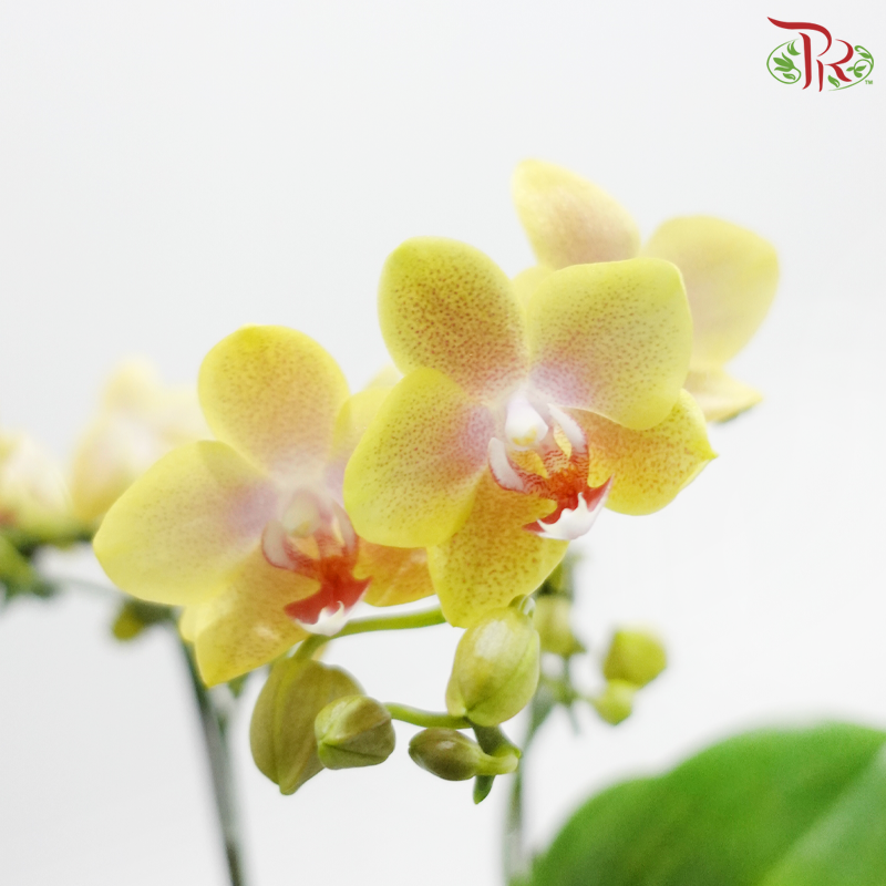 Mini Double Stems Phalaenopsis Orchid - Yellow With Pink Heart - M-YSP (SRM1340) (Without Vase)