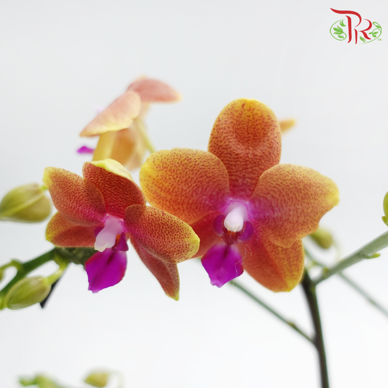 Mini Double Stems Phalaenopsis Orchid - Orange With Pink Heart (MD-NV Bolgheri) (Without Vase)