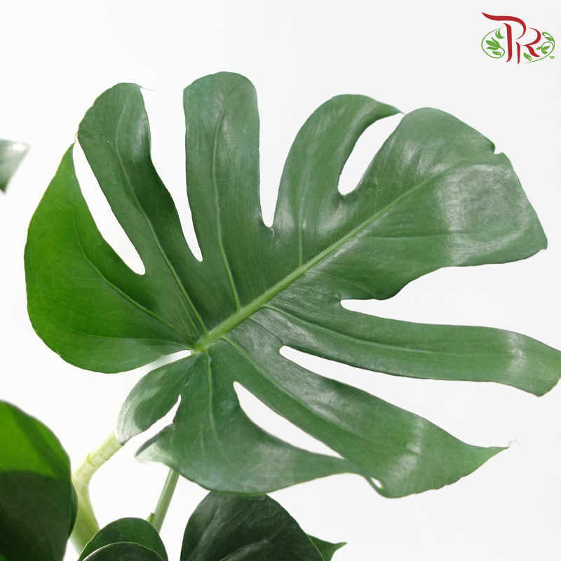 Monstera Deliciosa 150P《龟背竹》